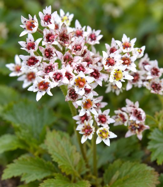 Mukdenia rossii ‘Karasuba’